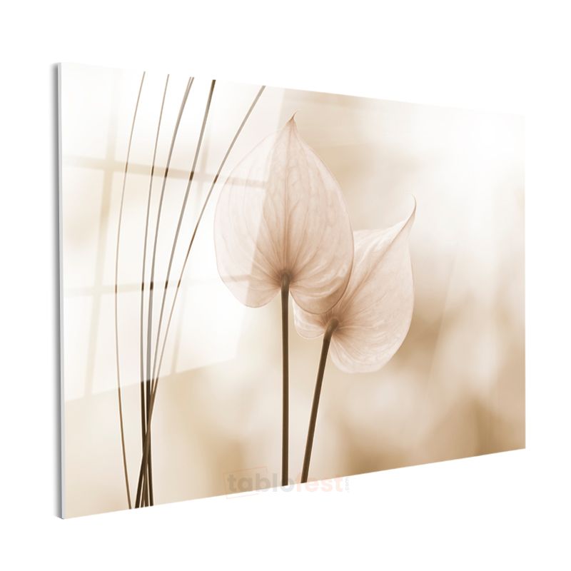 Anthurium Çiçekleri - Bej Tonlarda Minimalist Tasarım Cam Tablo