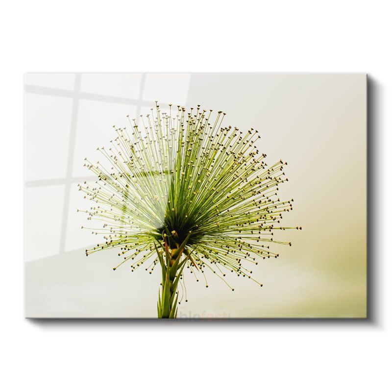 Yeşil Allium - Minimalist Tarzda Çarpıcı Bitki Portresi Cam Tablo