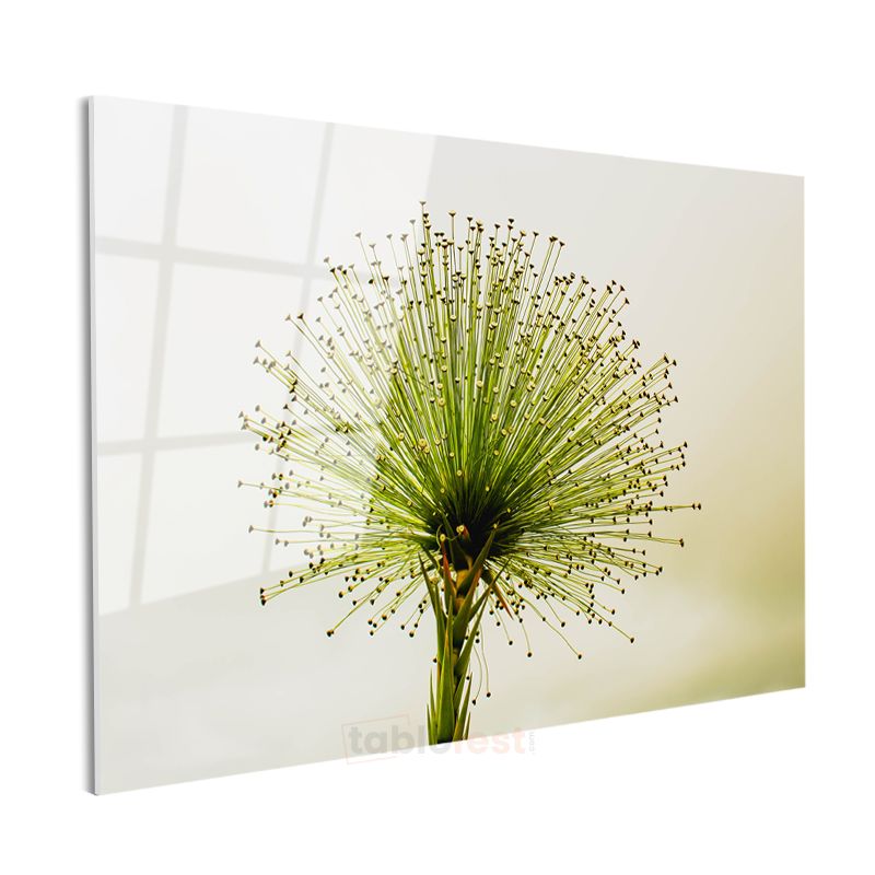 Yeşil Allium - Minimalist Tarzda Çarpıcı Bitki Portresi Cam Tablo