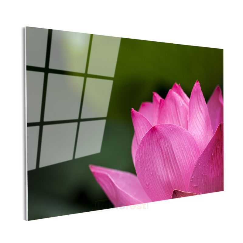 Pembe Lotus - Makro Çekim Çiçek Detayı Cam Tablo