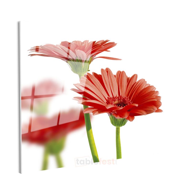 Kırmızı Gerbera - Beyaz Fonda Minimalist Tasarım Cam Tablo
