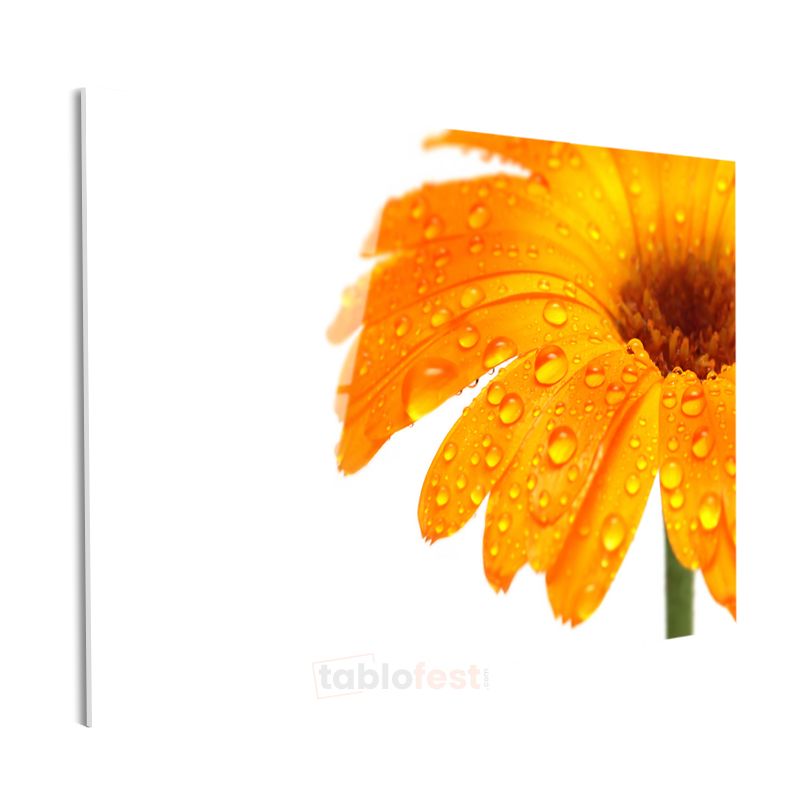 Turuncu Gerbera - Çiy Damlacıklı Detay Cam Tablo
