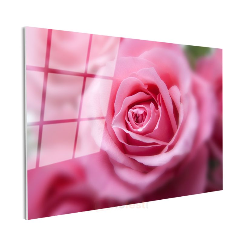 Pembe Gül - Yumuşak Odak Teknikli Çekim Cam Tablo