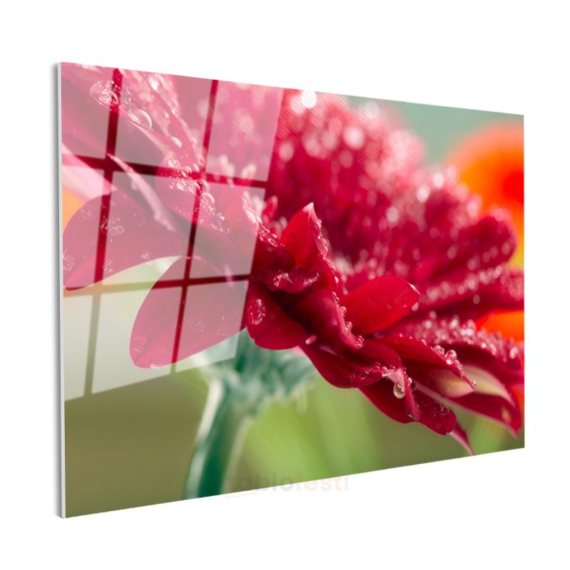 Kırmızı Gerbera - Çiy Damlacıklı Makro Çekim Cam Tablo