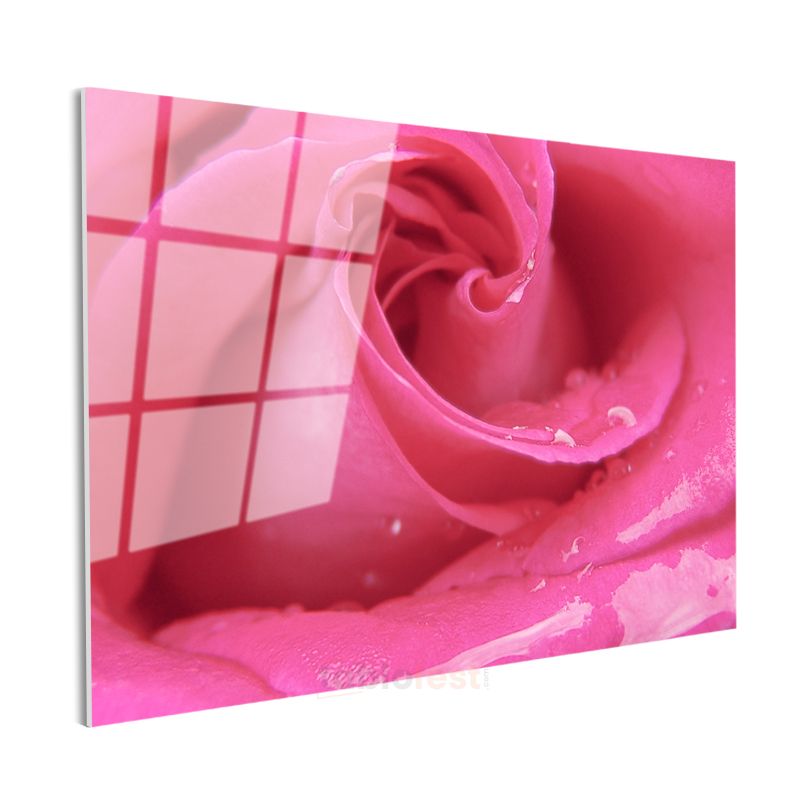 Pembe Gül - Çiy Damlacıklı Makro Çekim Cam Tablo