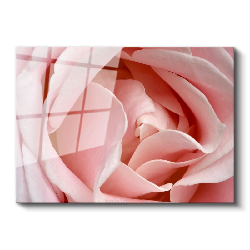 Pembe Gül - Makro Çekim Yumuşak Petal Detayları Cam Tablo