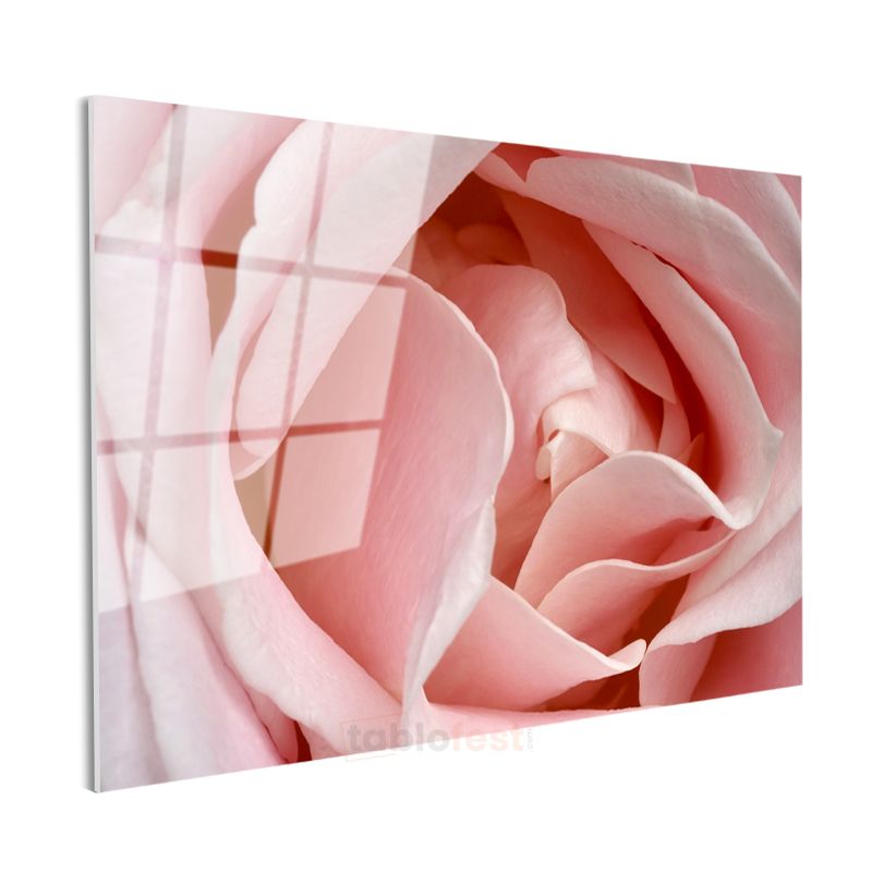 Pembe Gül - Makro Çekim Yumuşak Petal Detayları Cam Tablo