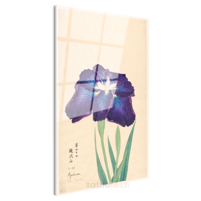 Ohara Koson - Mor İris Çiçeği Japon Tarzı İllüstrasyon Cam Tablo