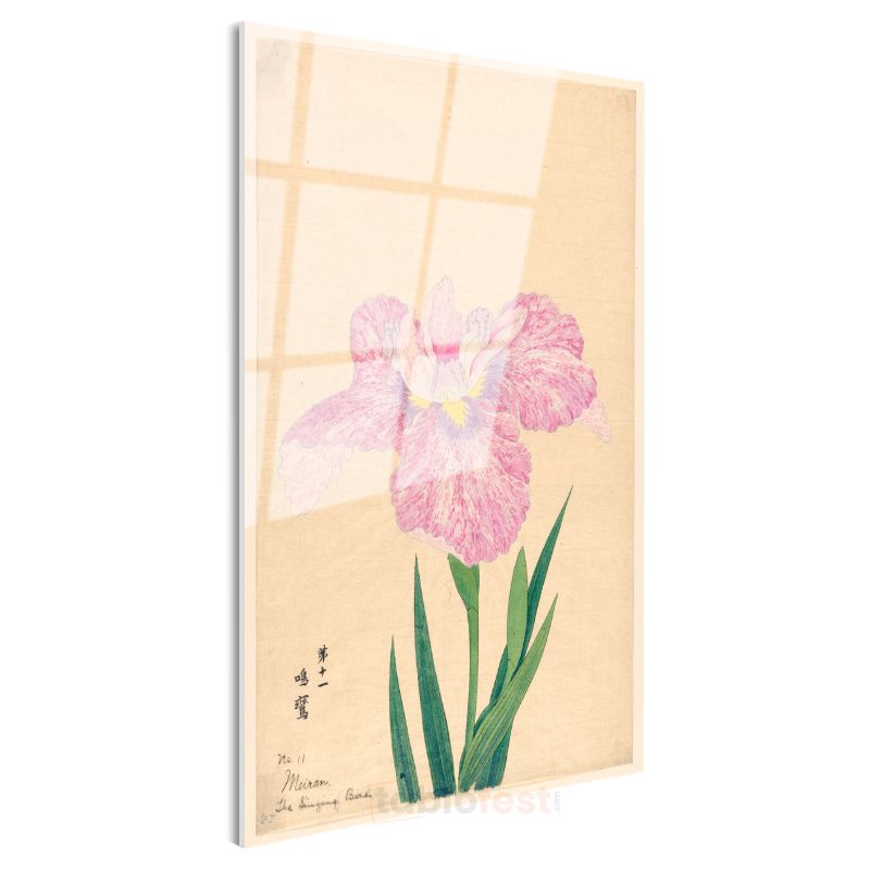 Ohara Koson - Pembe İris Çiçeği Japon Tarzı İllüstrasyon Cam Tablo
