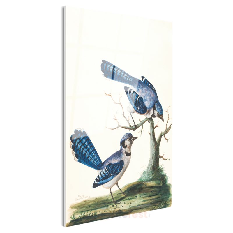 John James Audubon - Mavi Alakargalar Cam Tablo