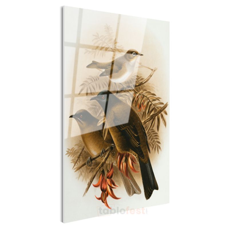John Gould - Dalda Üç Kuş Cam Tablo