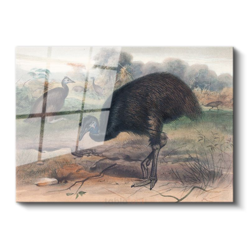 John Gould - Avustralya Emusu Cam Tablo