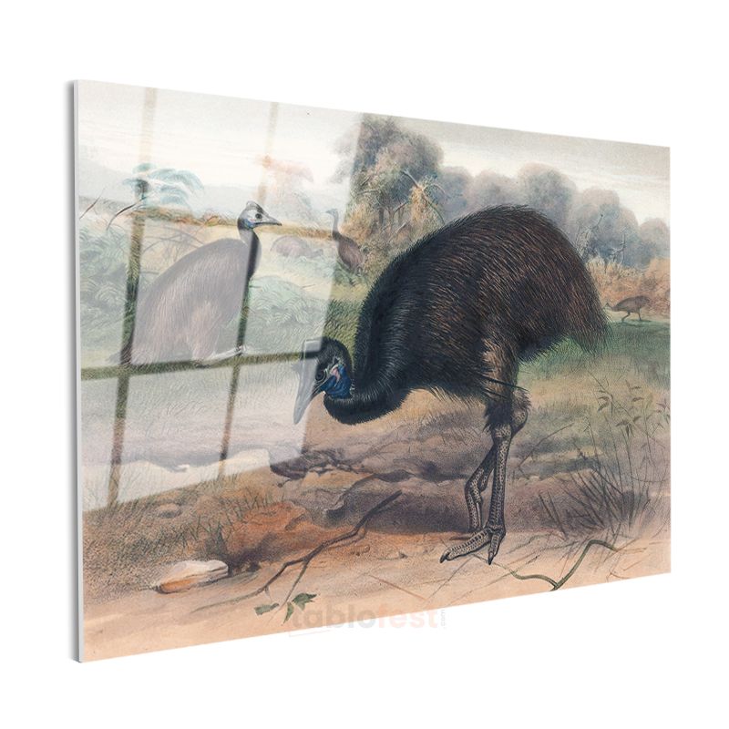 John Gould - Avustralya Emusu Cam Tablo