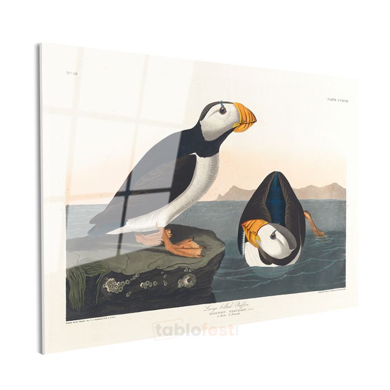 John James Audubon - Büyük Gagalı Deniz Papağanları Cam Tablo