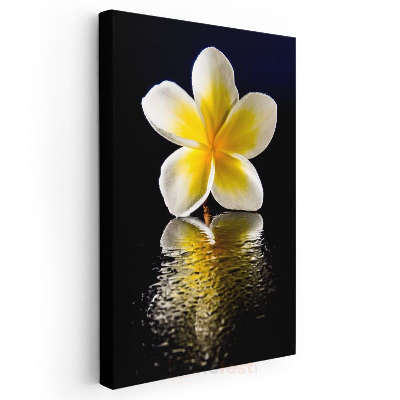 Plumeria Çiçeği - Siyah Fonda Yansıma Kanvas Tablo
