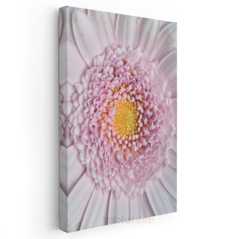 Pembe Gerbera - Makro Çekim Çiçek Detayları Kanvas Tablo