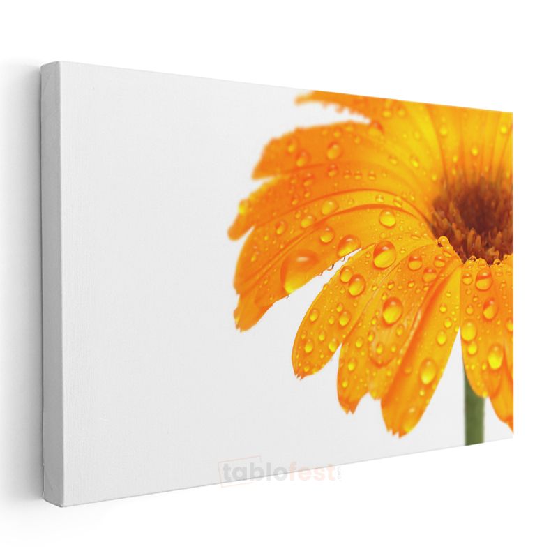 Turuncu Gerbera - Çiy Damlacıklı Detay Kanvas Tablo