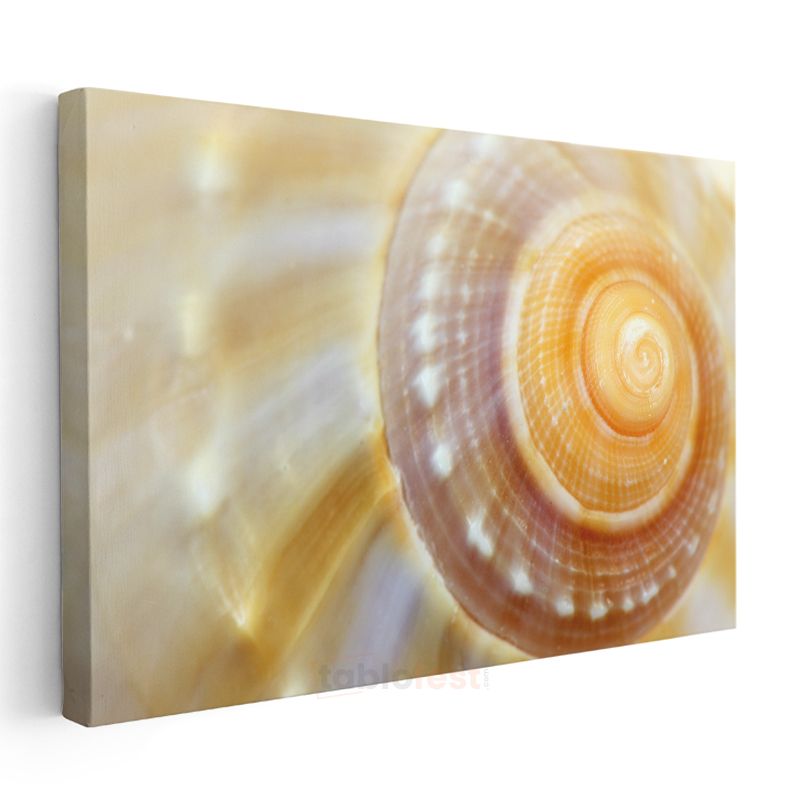 Deniz Kabuğu - Altın Spiral Desen Kanvas Tablo