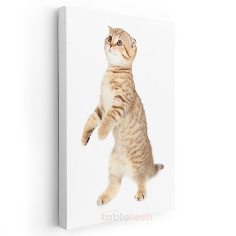 Meraklı Yavru Kedi - Sevimli Duruş Kanvas Tablo