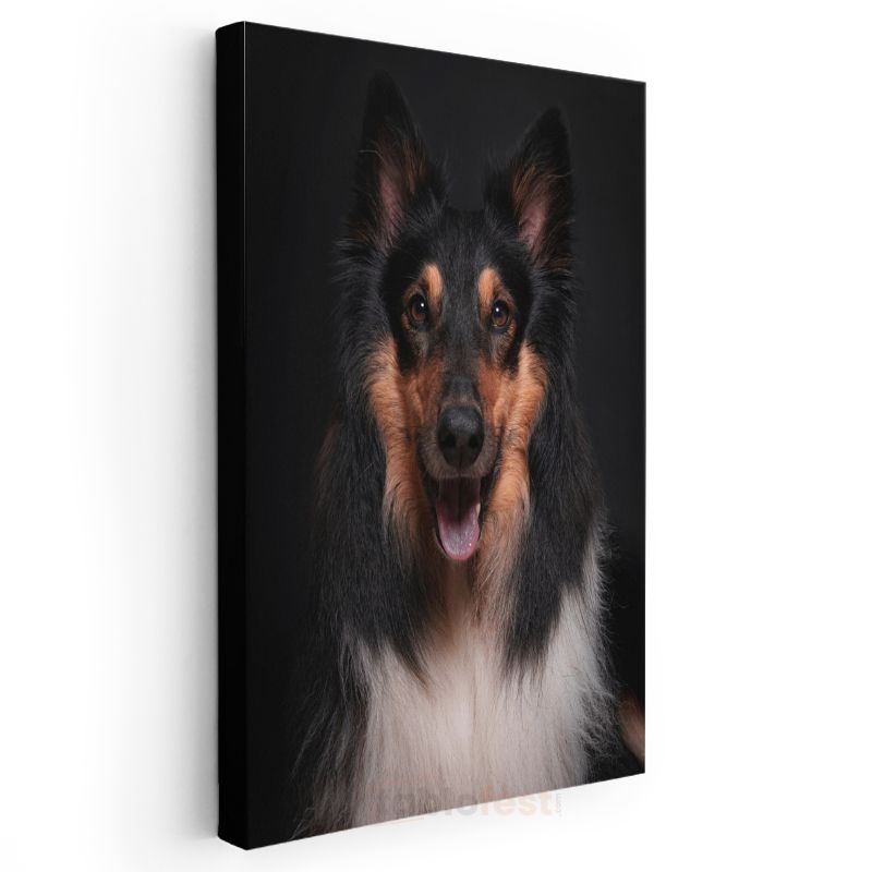 Collie Köpek - Siyah Zeminde Gülümseyen Sadık Dost Kanvas Tablo