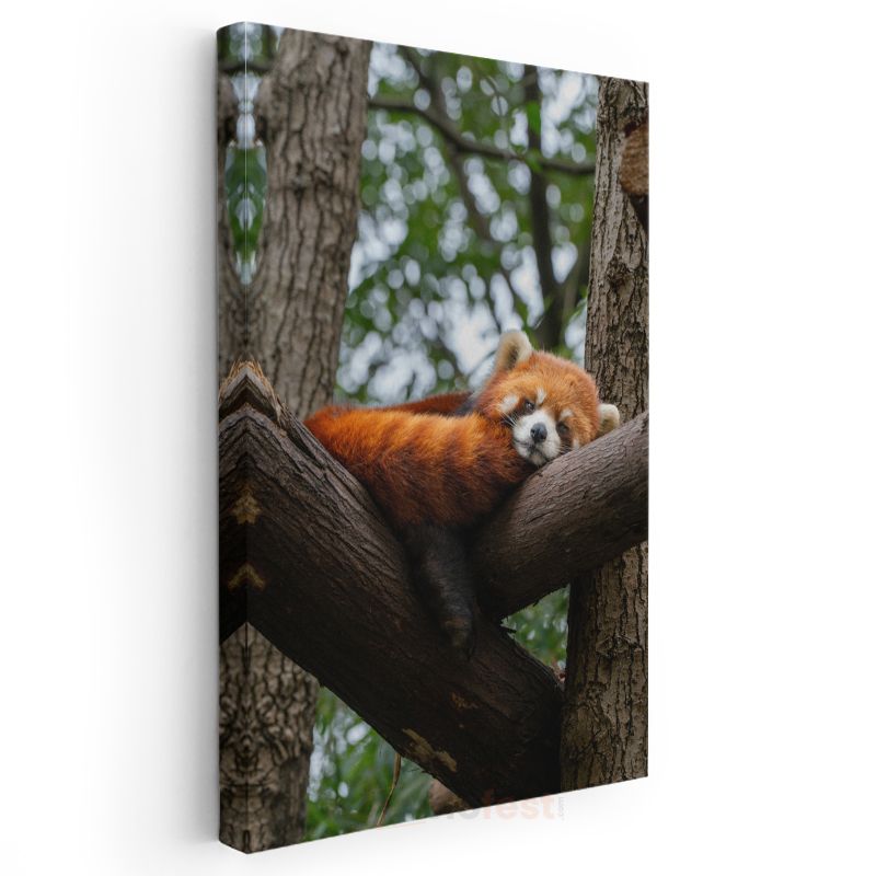 Kızıl Panda - Ağaç Dalında Huzurlu Uyku Kanvas Tablo
