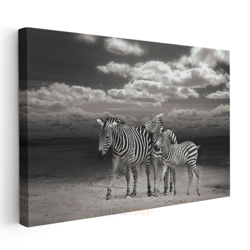 Zebra Ailesi - Siyah Beyaz Çizgili Savana Sakinleri Kanvas Tablo