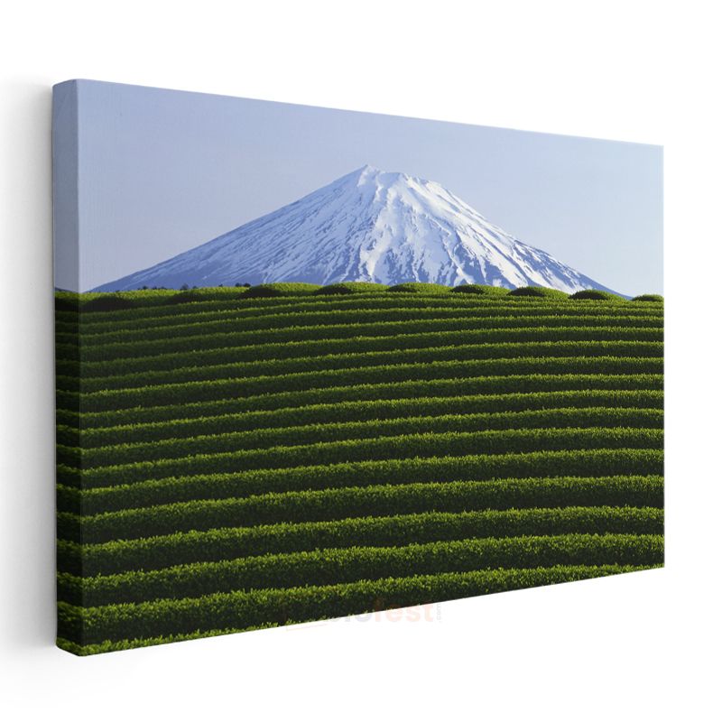 Fuji Dağı - Çay Tarlaları Manzarası Kanvas Tablo