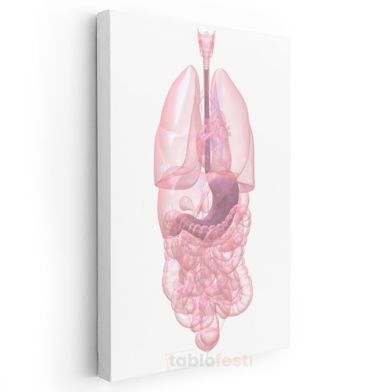 İç Hastalıkları Uzmanı - İnsan Anatomisi Kanvas Tablo