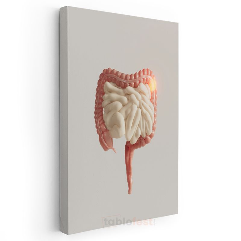 Gastroenterolog - Sindirim Sistemi Anatomisi Kanvas Tablo