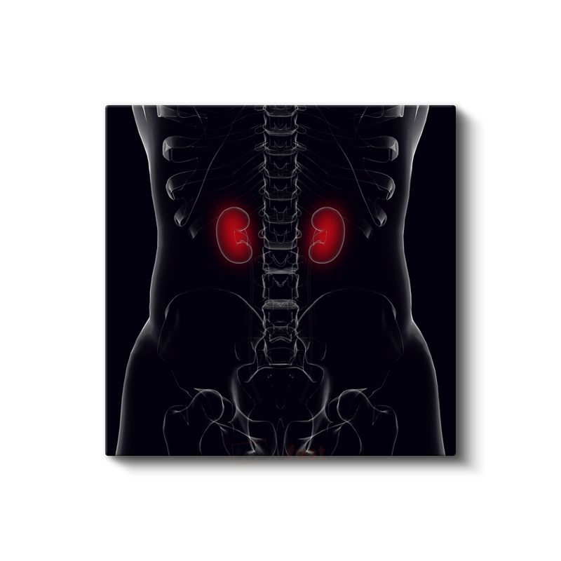 Nefrolog - Böbrek Anatomisi ve Fonksiyonu Kanvas Tablo