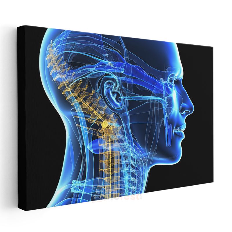Nöroloji Uzmanı - Sinir Sistemi Anatomisi Kanvas Tablo