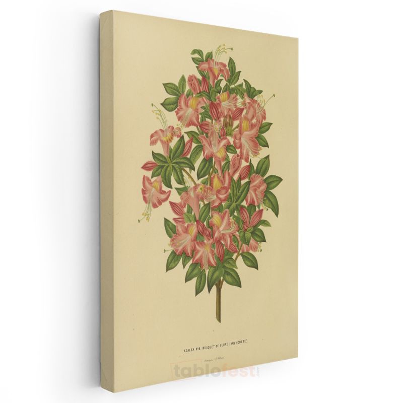 Pierre-Joseph Redouté - Azalea Çiçeği Botanik İllüstrasyonu Kanvas Tablo