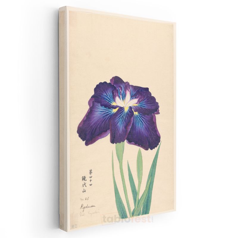 Ohara Koson - Mor İris Çiçeği Japon Tarzı İllüstrasyon Kanvas Tablo
