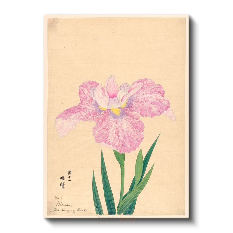 Ohara Koson - Pembe İris Çiçeği Japon Tarzı İllüstrasyon Kanvas Tablo