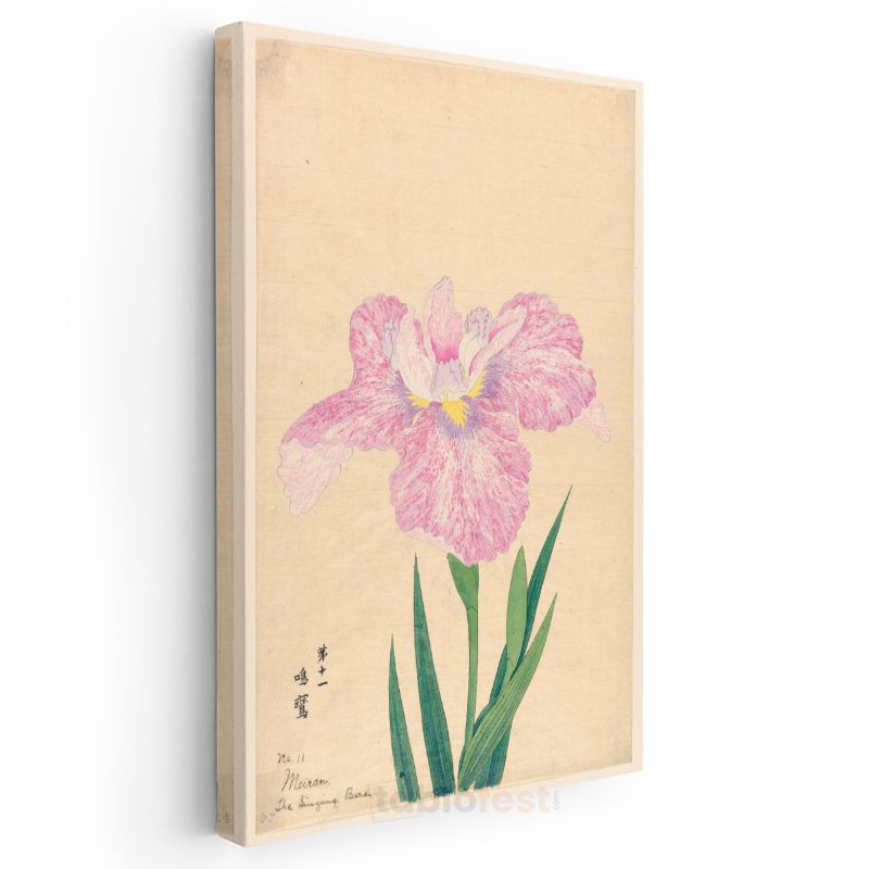 Ohara Koson - Pembe İris Çiçeği Japon Tarzı İllüstrasyon Kanvas Tablo