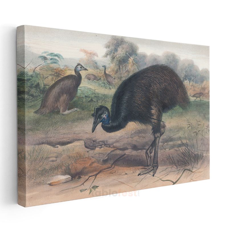 John Gould - Avustralya Emusu Kanvas Tablo