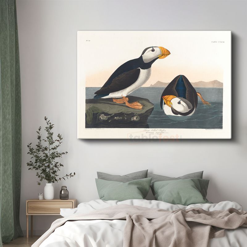 John James Audubon - Büyük Gagalı Deniz Papağanları Kanvas Tablo