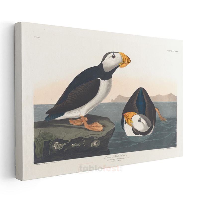 John James Audubon - Büyük Gagalı Deniz Papağanları Kanvas Tablo