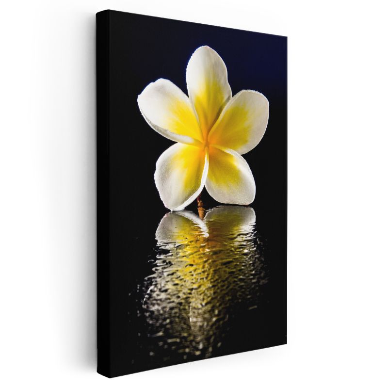 Plumeria Çiçeği - Siyah Fonda Yansıma Kanvas Tablo