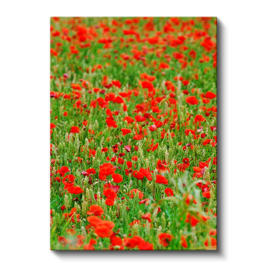 Gelincik Tarlası - Kırmızı Çiçekli Doğa Manzarası Kanvas Tablo