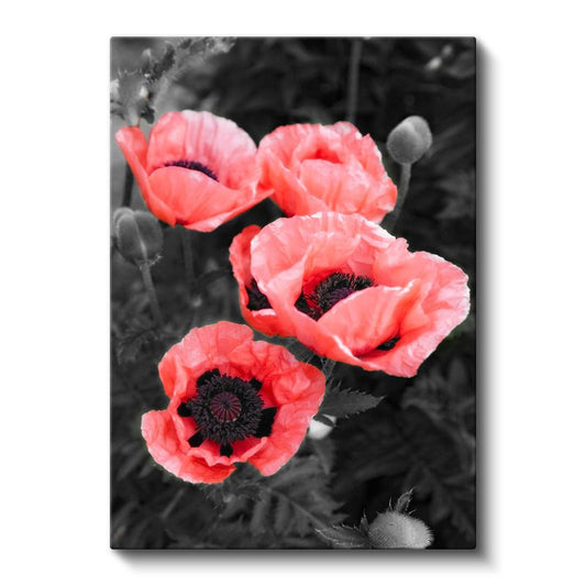 Kırmızı Gelincikler - Siyah Beyaz Fonda Canlı Çiçekler Kanvas Tablo