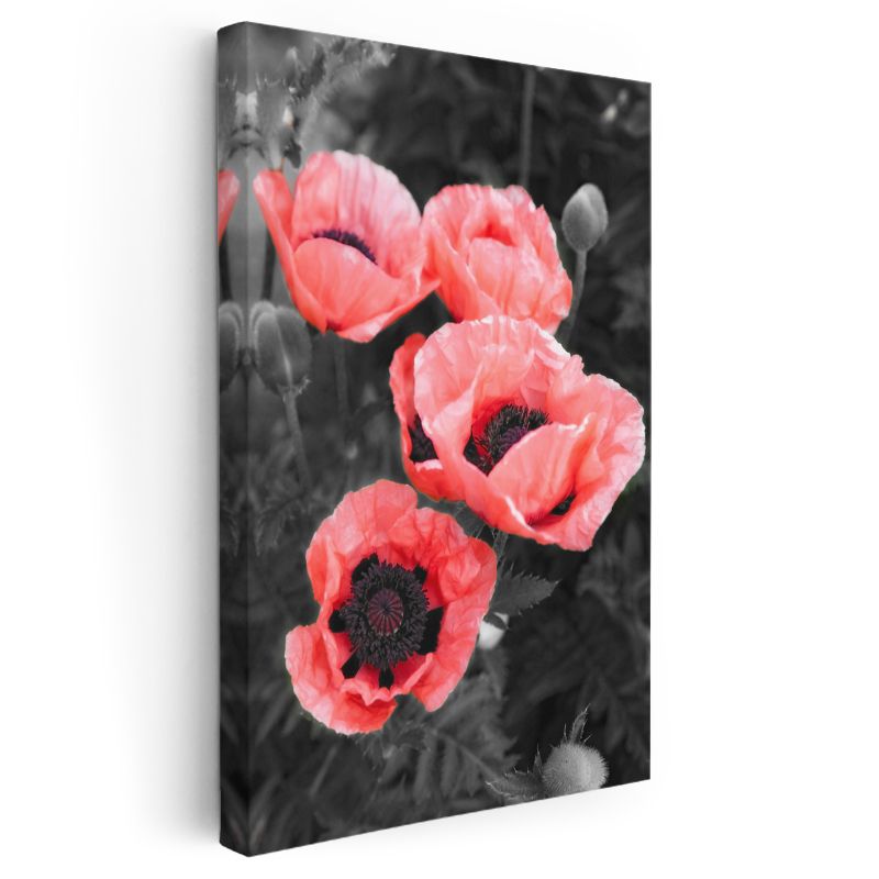 Kırmızı Gelincikler - Siyah Beyaz Fonda Canlı Çiçekler Kanvas Tablo