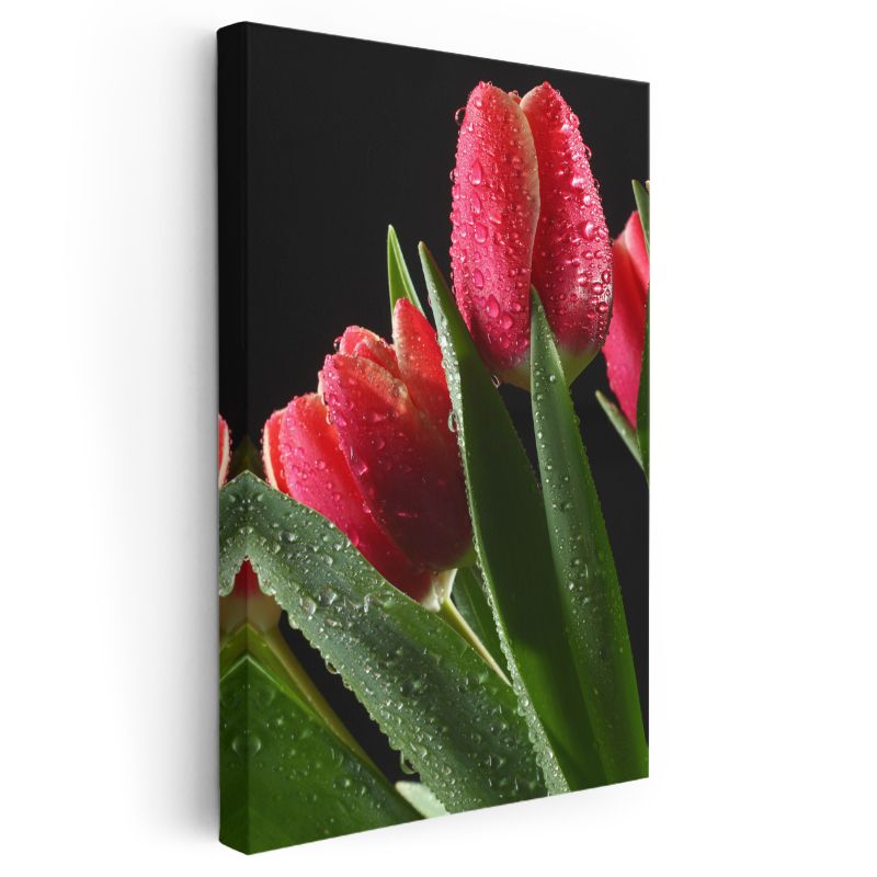 Kırmızı Laleler - Çiy Damlacıklı Zarif Çiçekler Kanvas Tablo