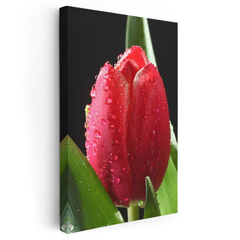Kırmızı Lale Tomurcuğu - Damlacıklarla Süslenmiş Çiçek Kanvas Tablo