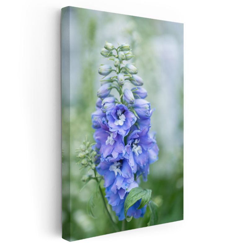 Mavi Hezaren Çiçeği - Doğal Bahçe Çiçeği Kanvas Tablo