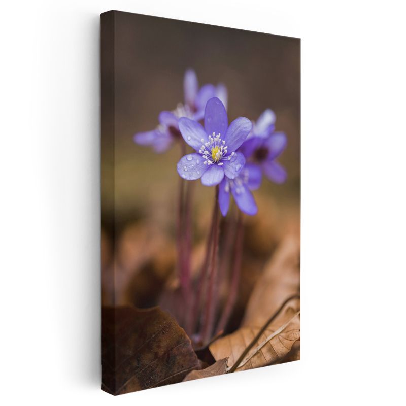 Orman Menekşesi - Sonbahar Yaprakları Üzerinde Kanvas Tablo