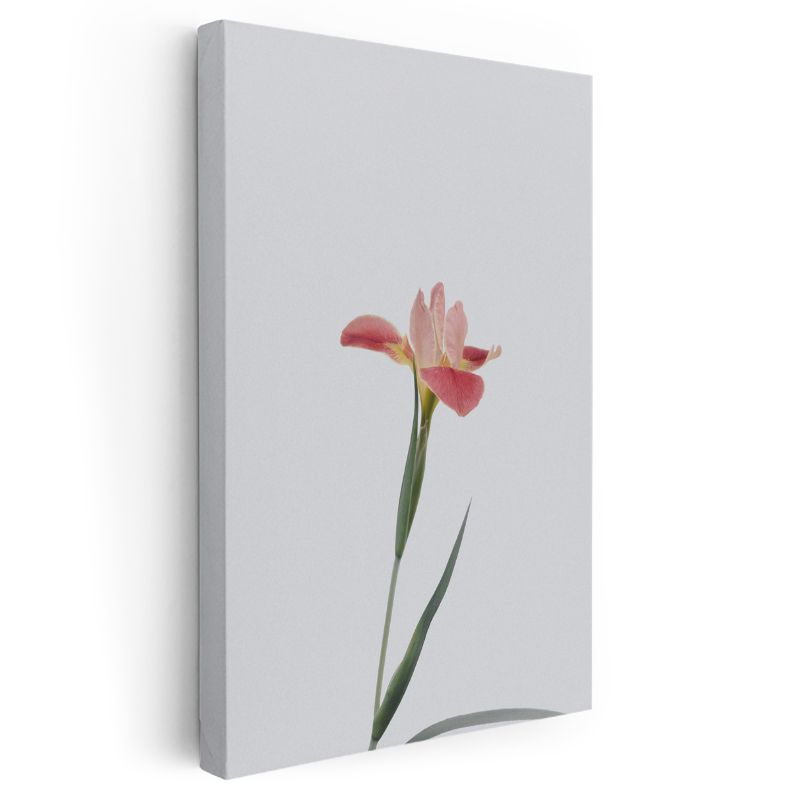 Pembe İris - Beyaz Fonda Tekil Çiçek Portresi Kanvas Tablo