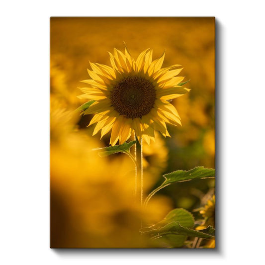 Altın Ayçiçeği - Sıcak Tonlarda Doğa Portresi Kanvas Tablo