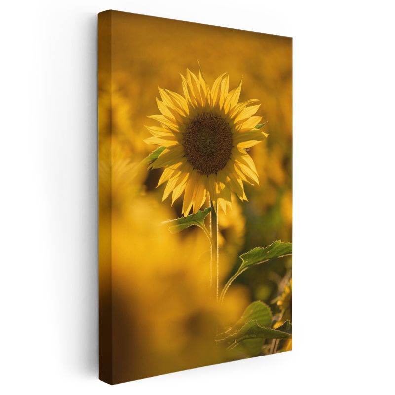 Altın Ayçiçeği - Sıcak Tonlarda Doğa Portresi Kanvas Tablo