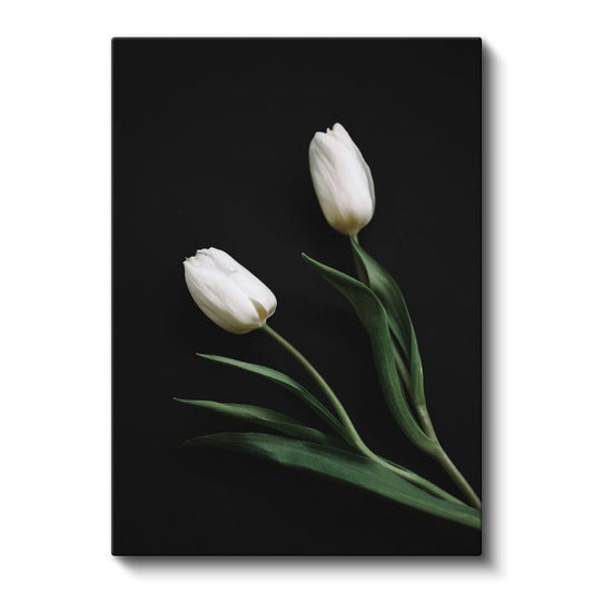 Beyaz Laleler - Siyah Fonda Minimalist Çiçek İkilisi Kanvas Tablo